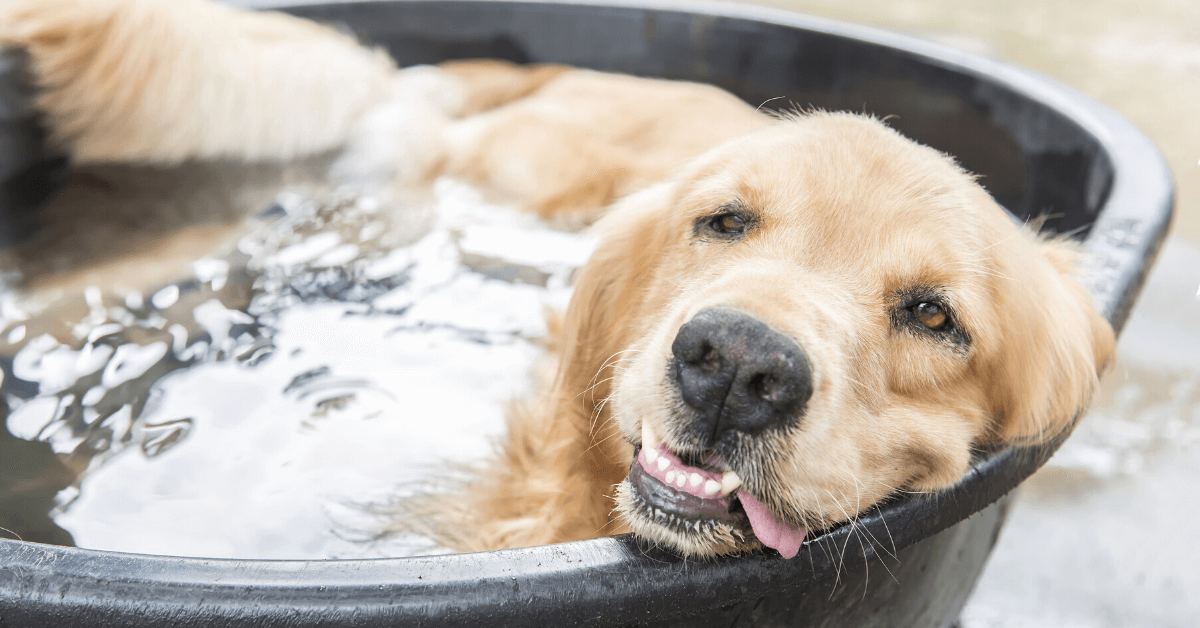 Dog panting in hot 2024 weather